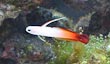 Firefish